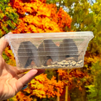 Small woodies tub for sale