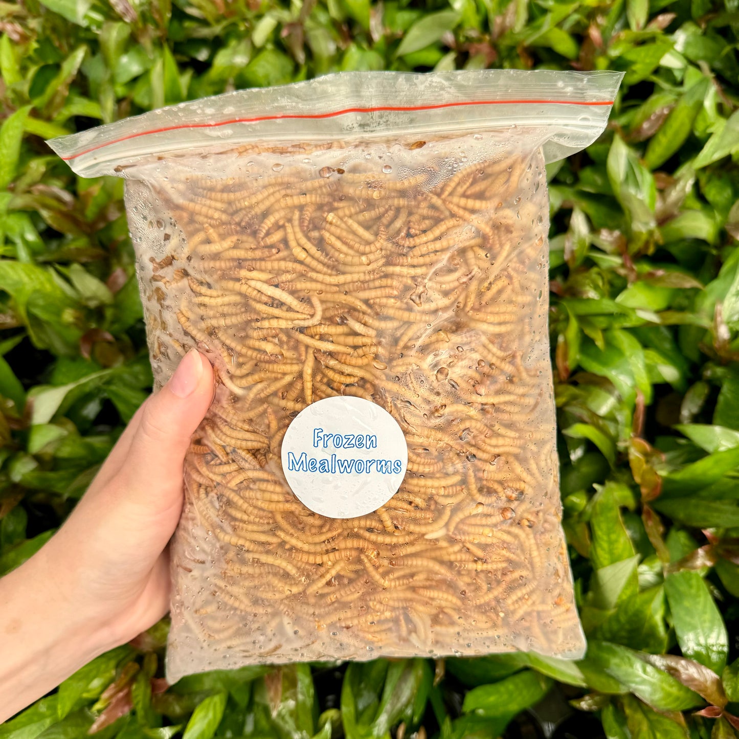 Frozen Mealworms 1kg