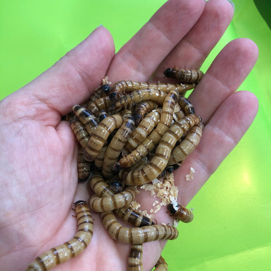 Giant Mealworms Zophobas morio, in hand