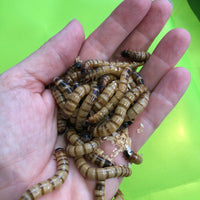 Giant Mealworms Zophobas morio, feeder insect