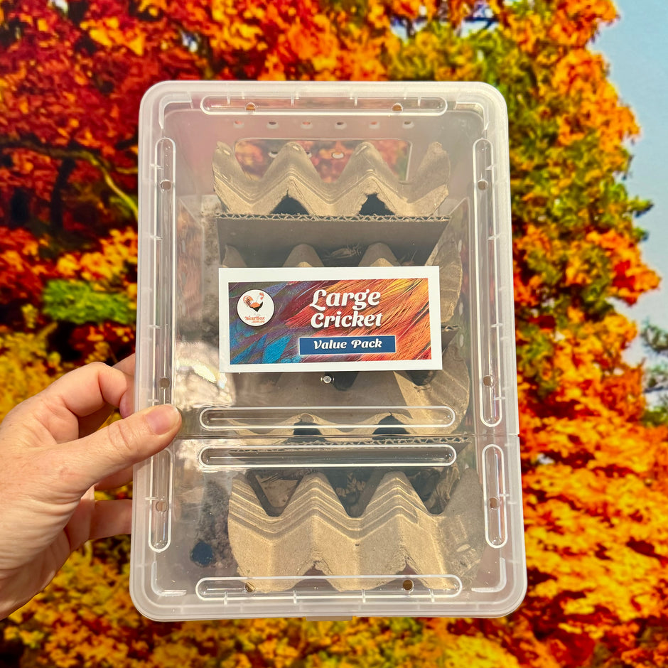 Bulk Live Food Insects - Nest Box Online Australia