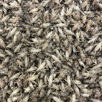 Livefood feeder crickets
