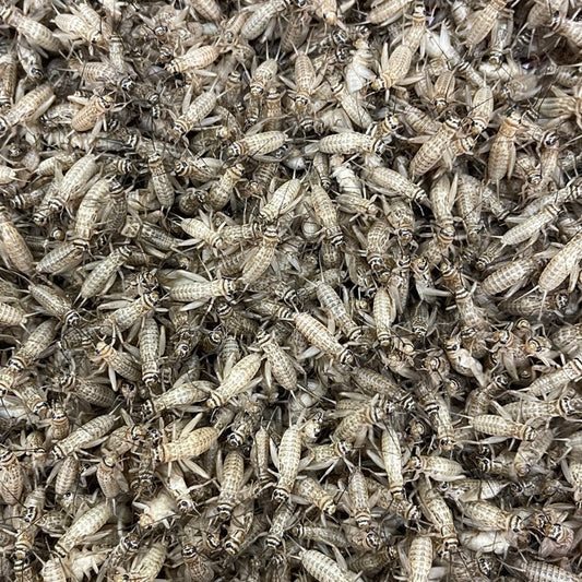 Livefood feeder crickets