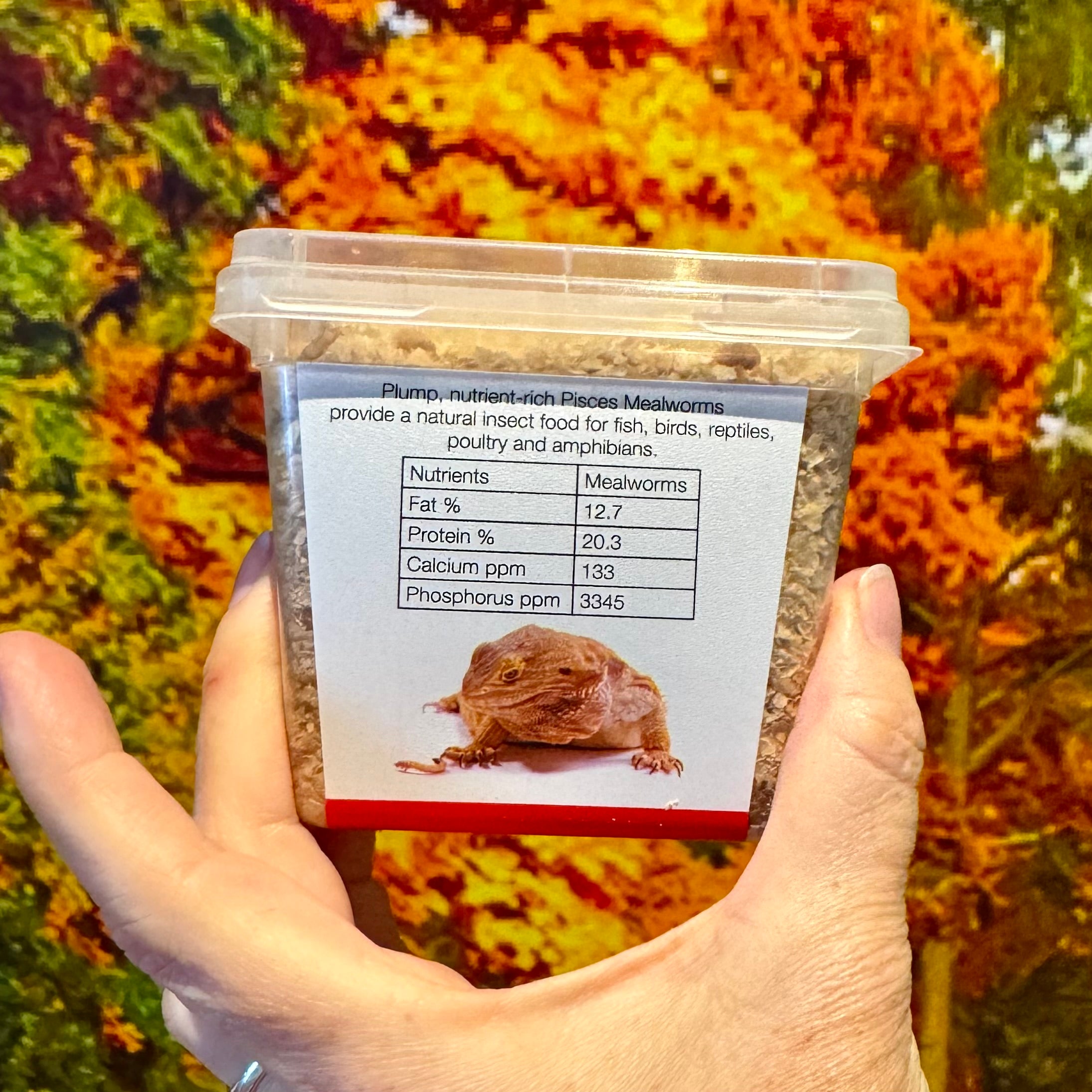 Superworms Box Shop for Australian-grown Mealworms, Superworms and Giant Mealworms ...