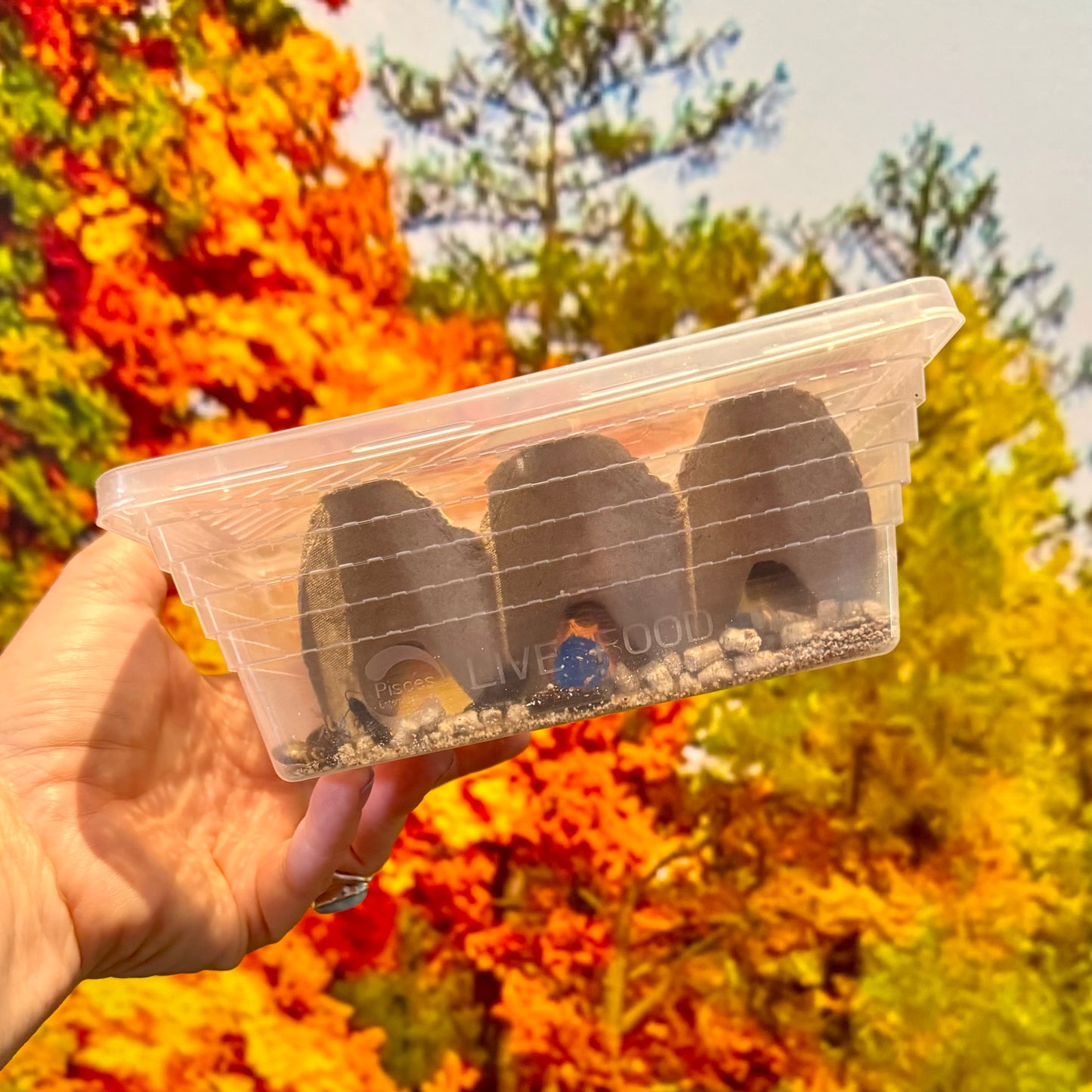 Feeder Insect Tub for sale