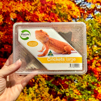 Large Cricket Tub for sale