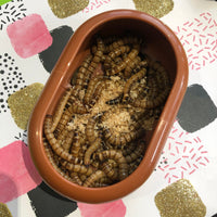Giant Mealworms - Zophobas morio - Tubs