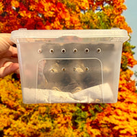 Large Cricket Value Pack