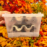 Medium Woodies Value Pack