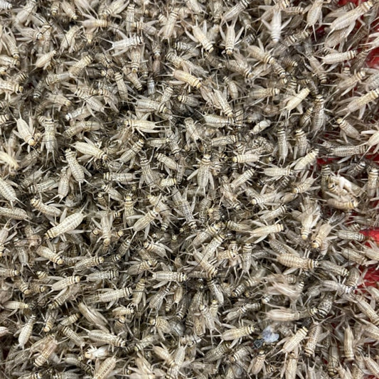 Bulk Livefood crickets