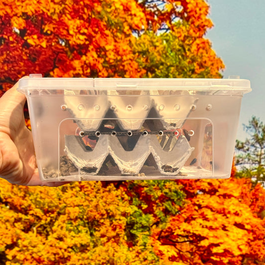 Medium Woodies Value Pack