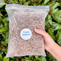 Frozen Crickets 1kg