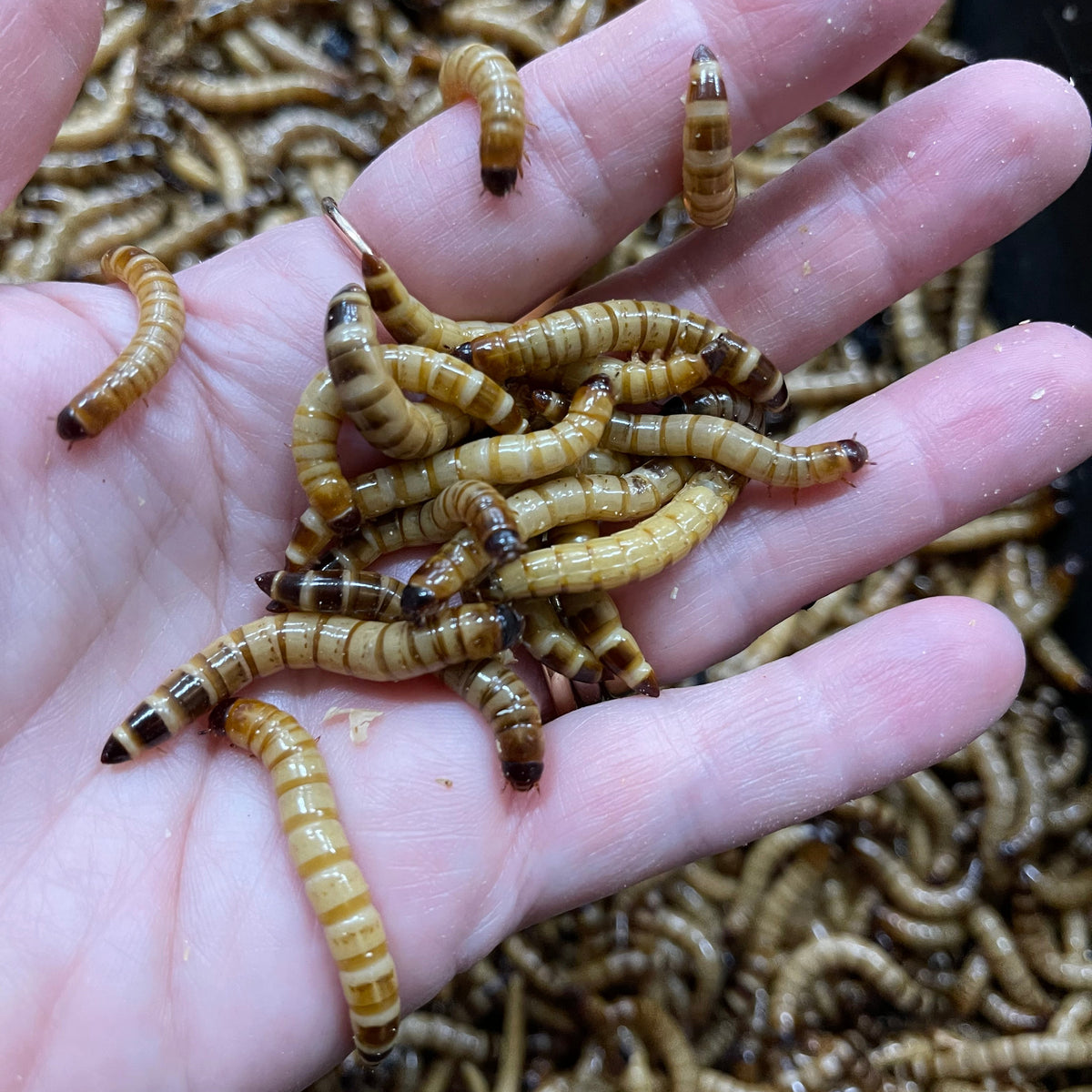 Giant Mealworms - zophobas morio (somtimes referred to as superworms