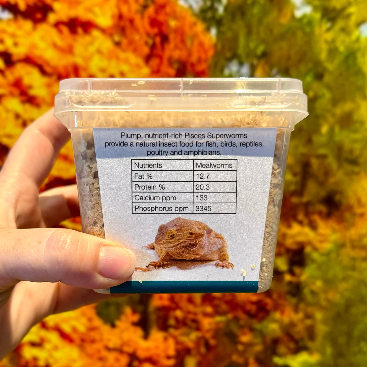 Superworms Box Superworm (Tenebrio Molitor) Tub 100g - Nest Box Online Australia