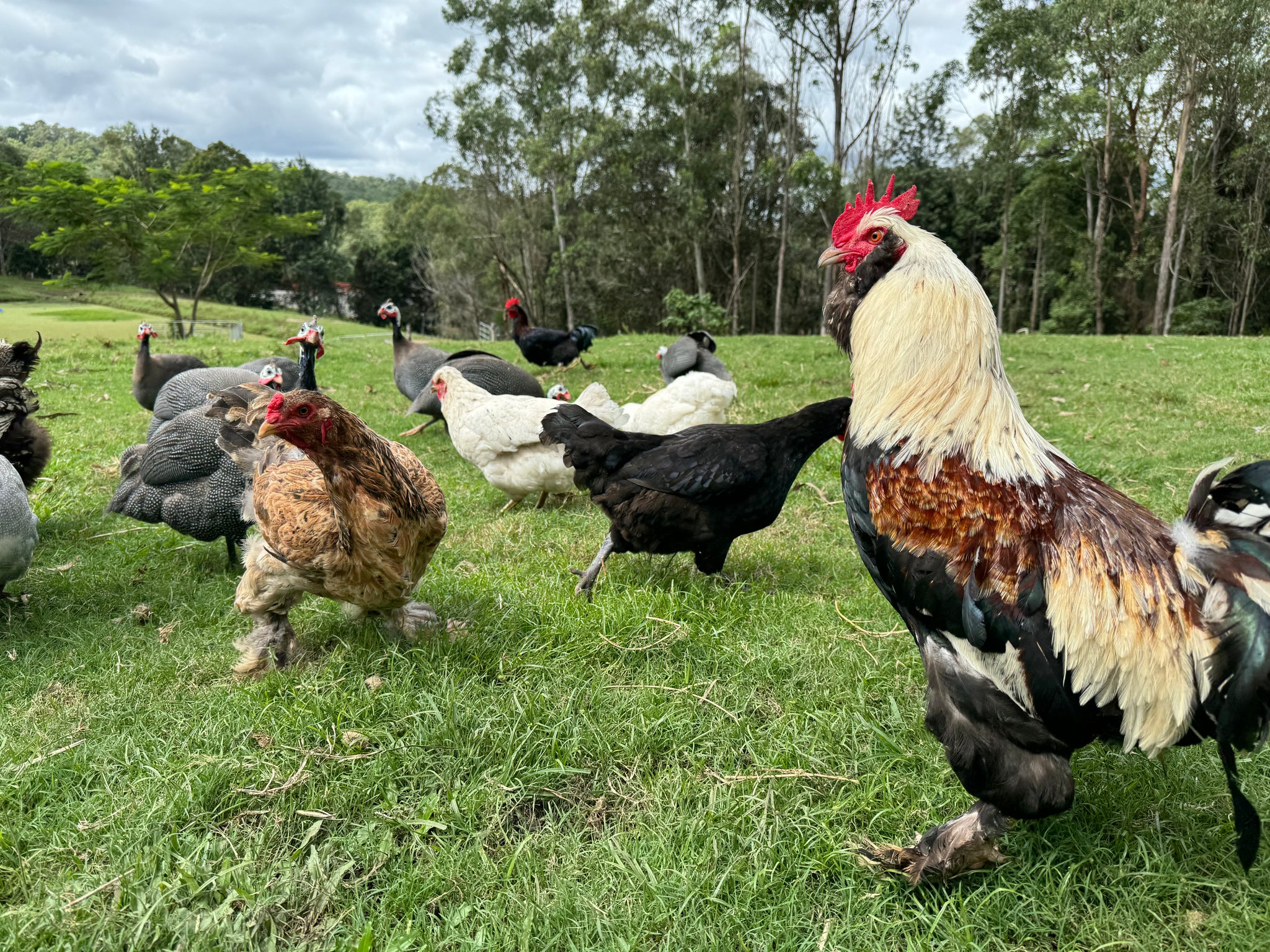 //nestboxonline.com.au/cdn/shop/files/IMG_1871_2048x.jpg?v=1740887267