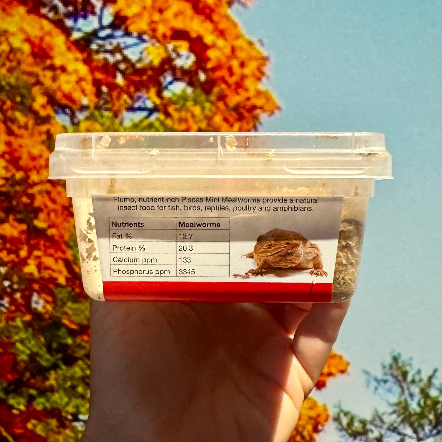 Mini Mealies Tub (25g)