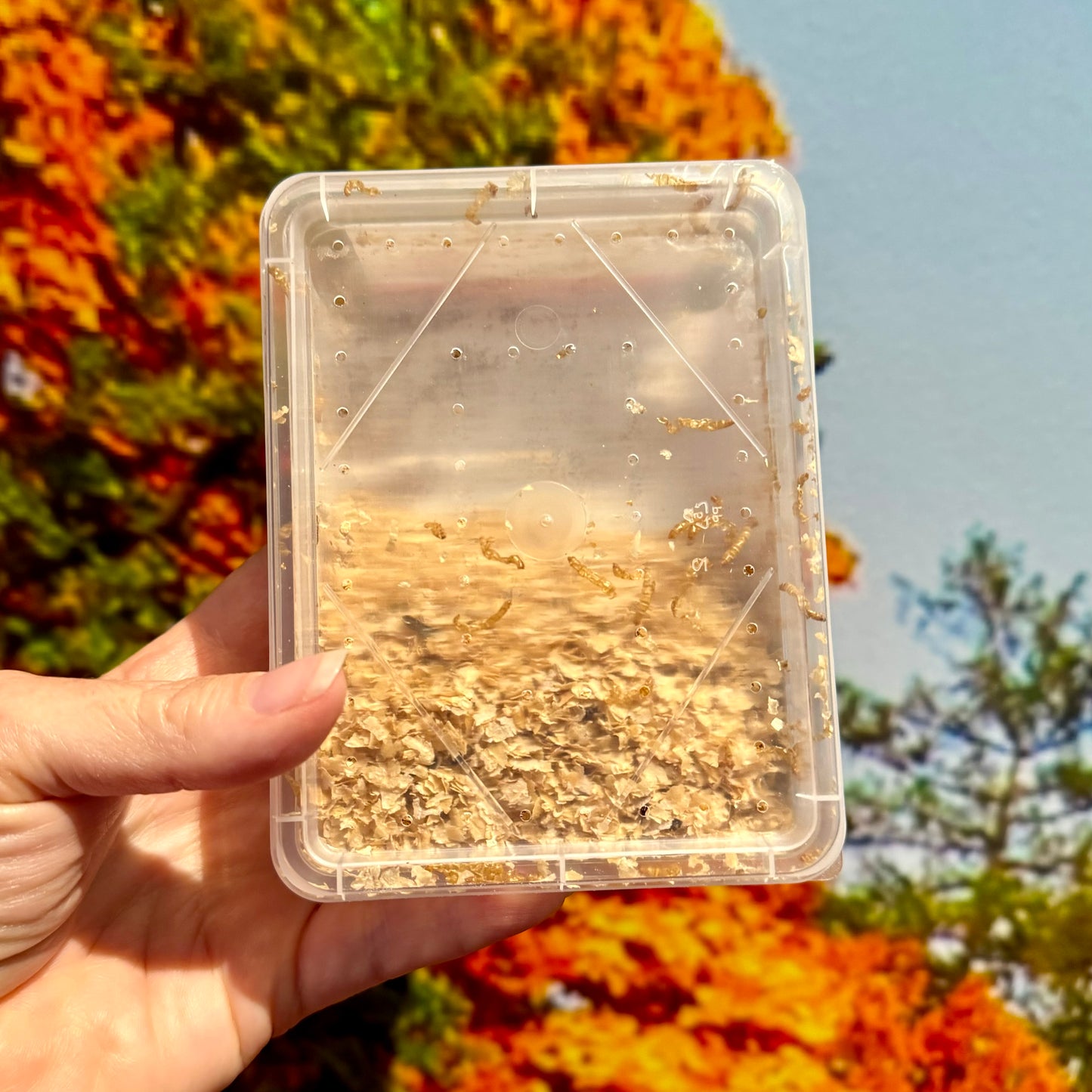 Mini Mealies Tub (25g)