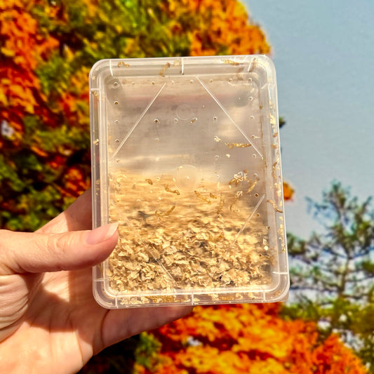 Mini Mealies Tub (25g)
