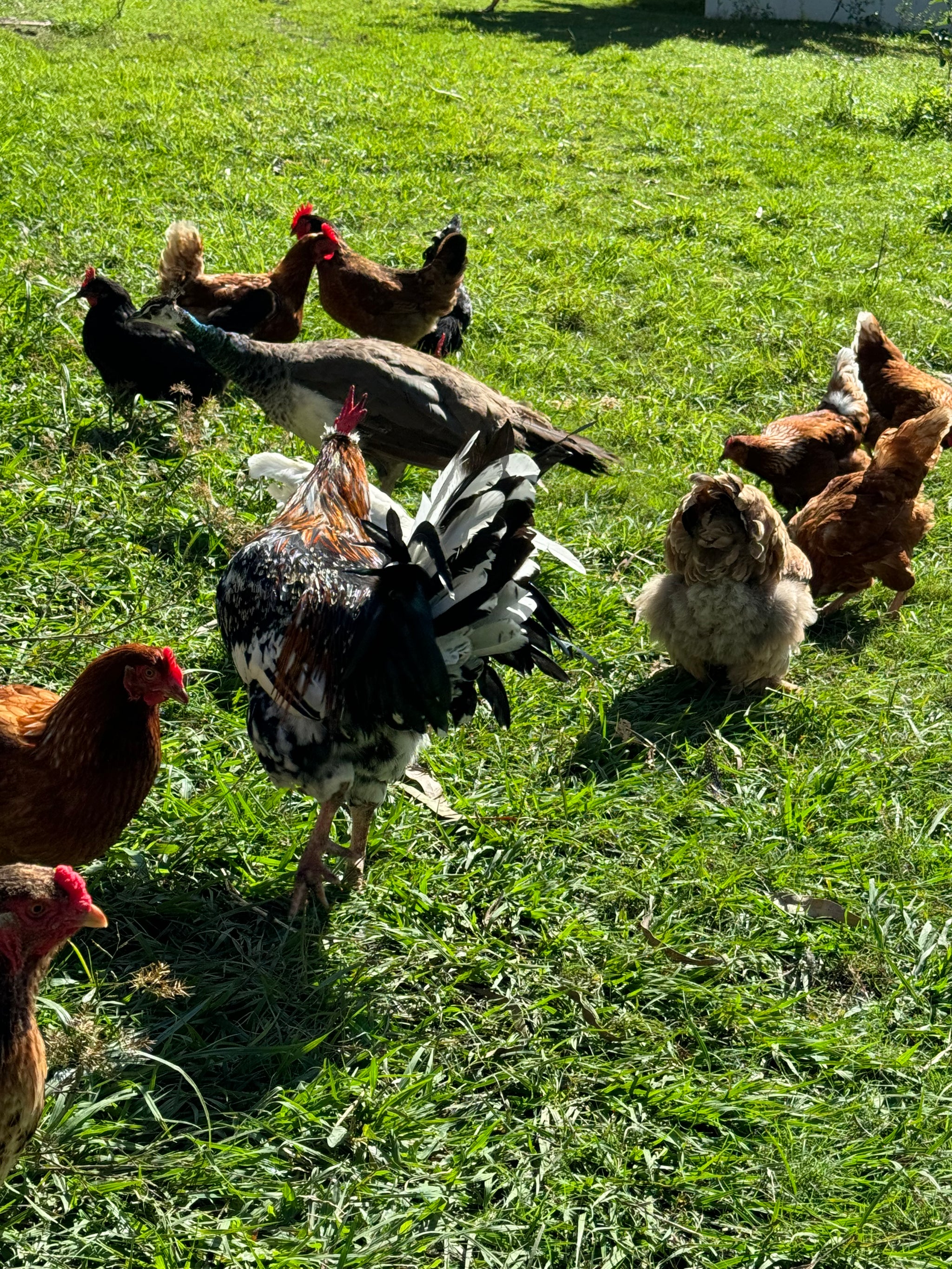 //nestboxonline.com.au/cdn/shop/files/IMG_3089_2048x.jpg?v=1720091727