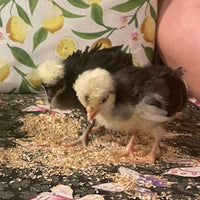 bulk mini mealies for sale in Australia ideal for hatchlings