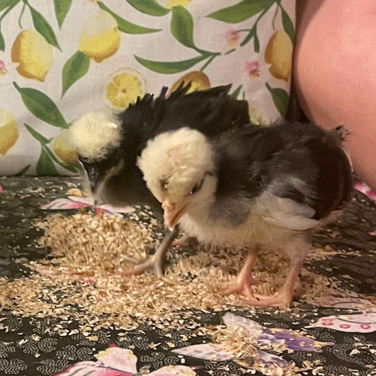 bulk mini mealies for sale in Australia ideal for hatchlings