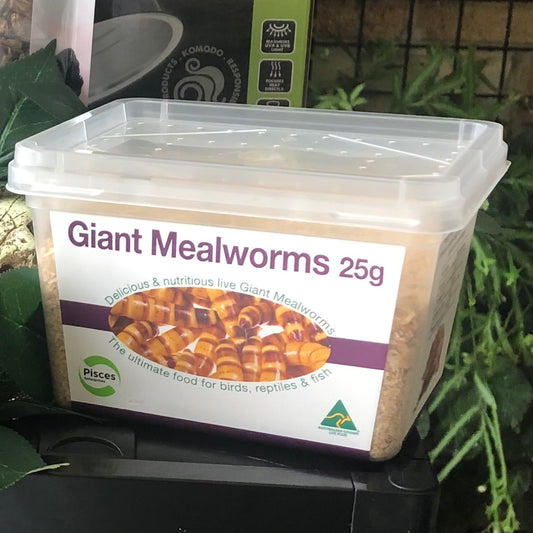 Giant Mealworms - Zophobas morio - Tubs