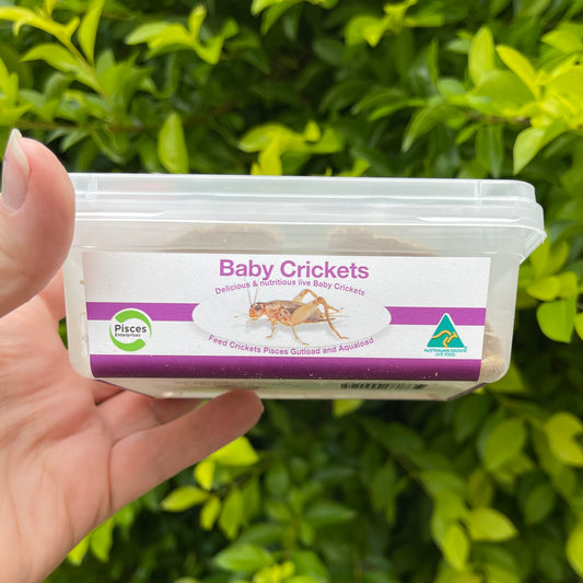 Baby Cricket Tub