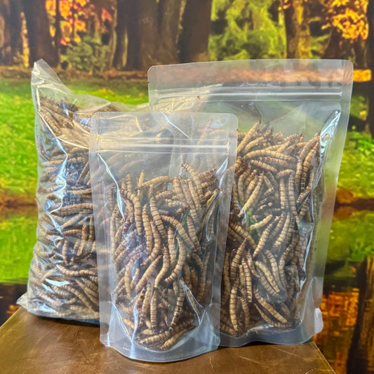 Dried Giant Mealworms - Zophobas morio