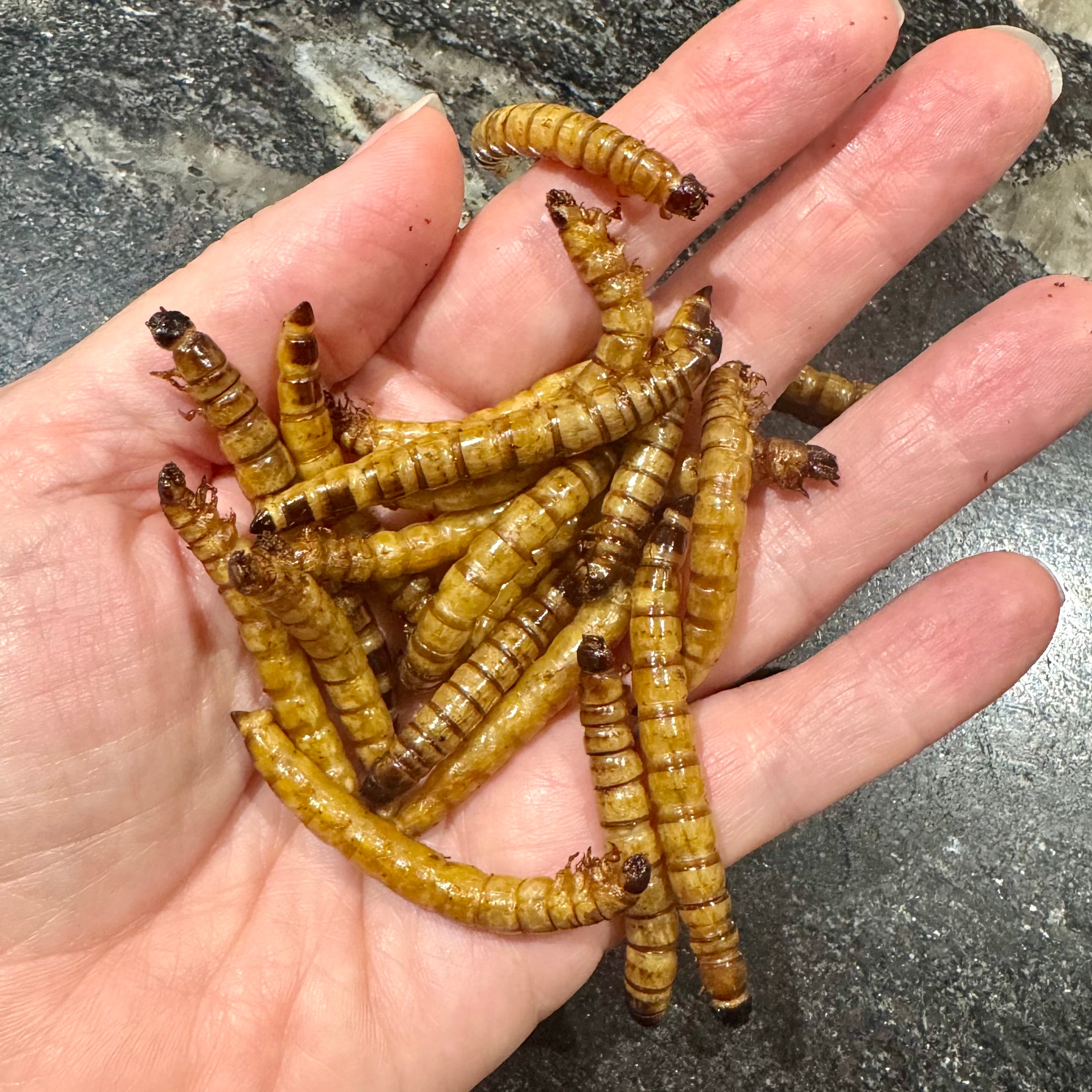 Dried Giant Mealworms - Zophobas morio