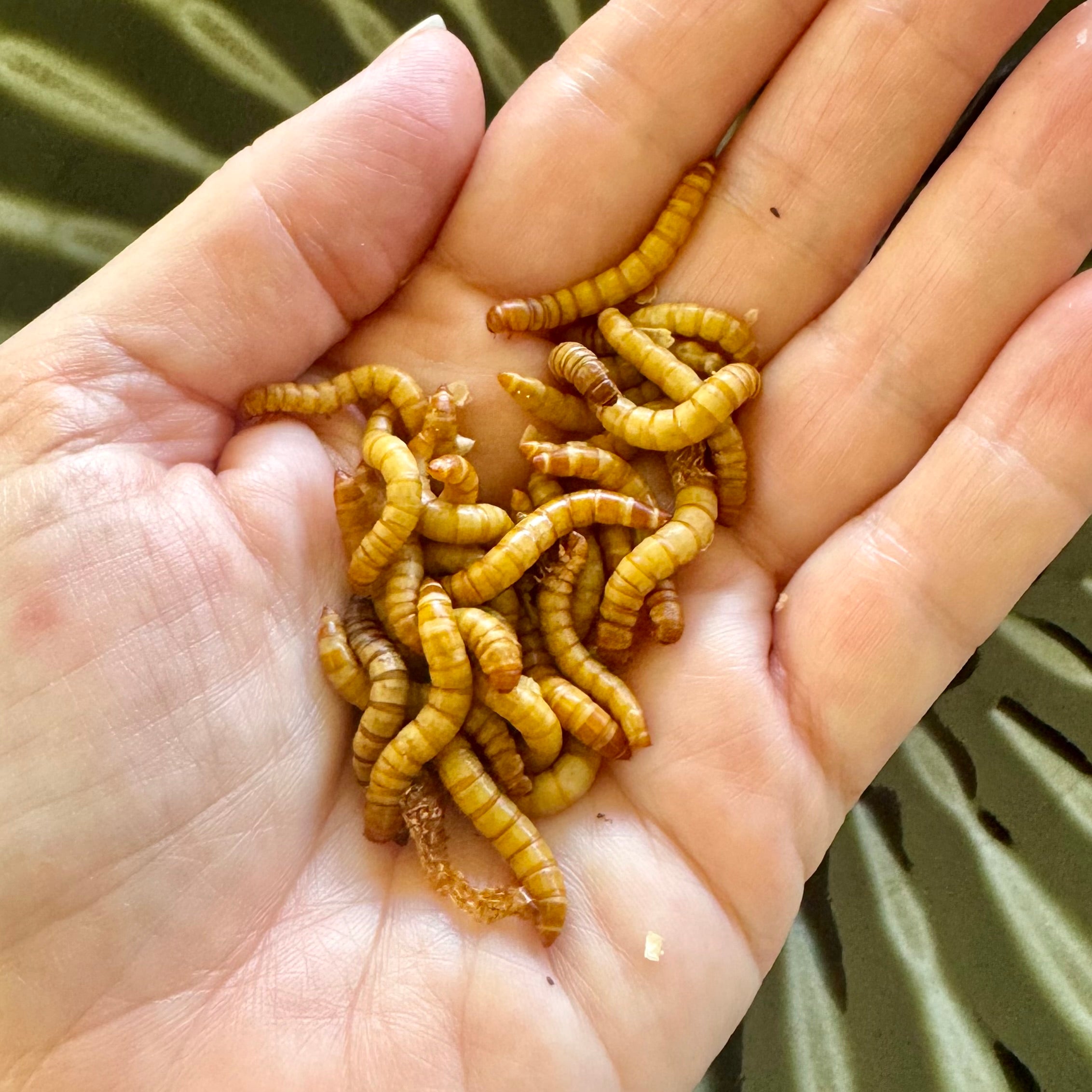 Superworms Tub 100g