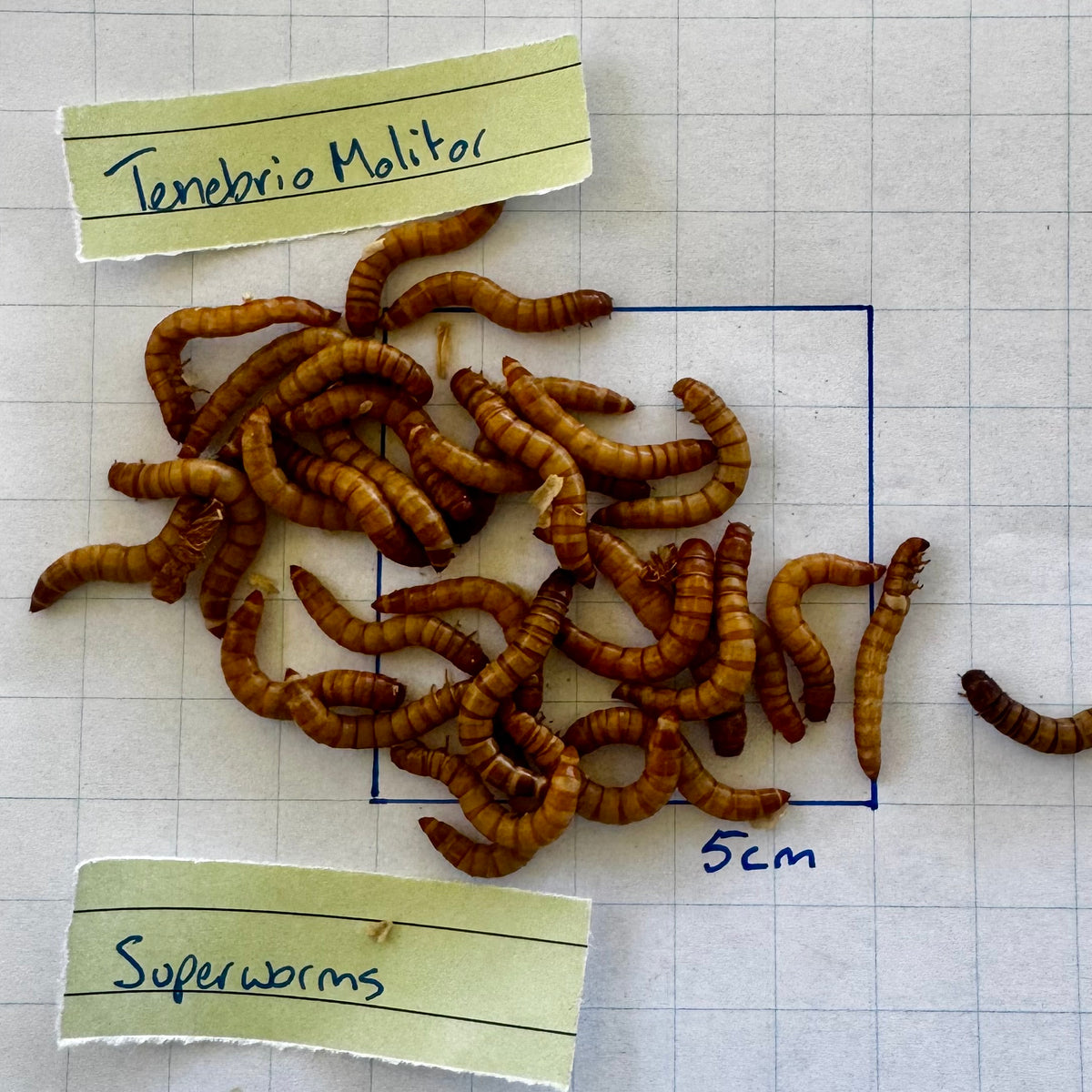 Superworms Box Superworm (Tenebrio Molitor) Tub 100g - Nest Box Online Australia