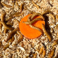 Small brown worms 