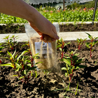 Hand holding a bag of fertilizer over plants in a garden