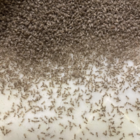 Baby or Pinhead Crickets