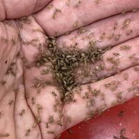 Extra-Small Crickets