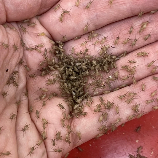 Extra-Small Crickets