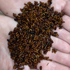 Live Fly Pupae
