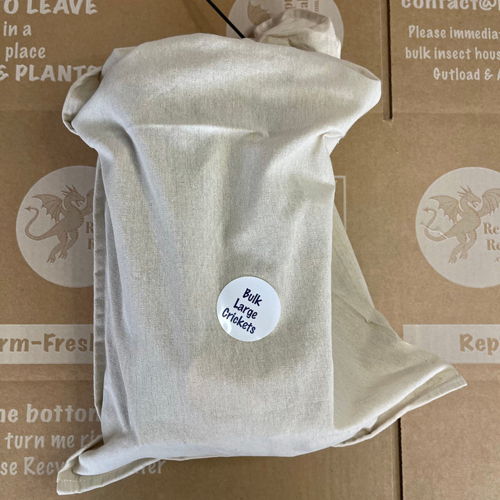 Bulk Live Food Insects - Nest Box Online Australia