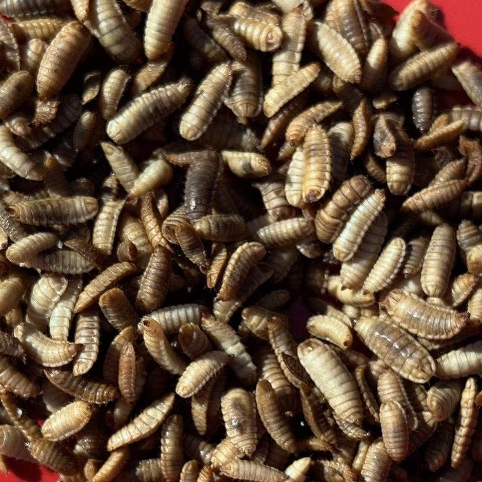 Bulk Live Food Insects - Nest Box Online Australia