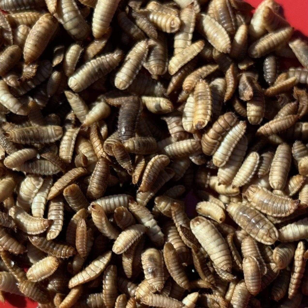 Vitaworms - Black Soldier Fly Larvae Tubs