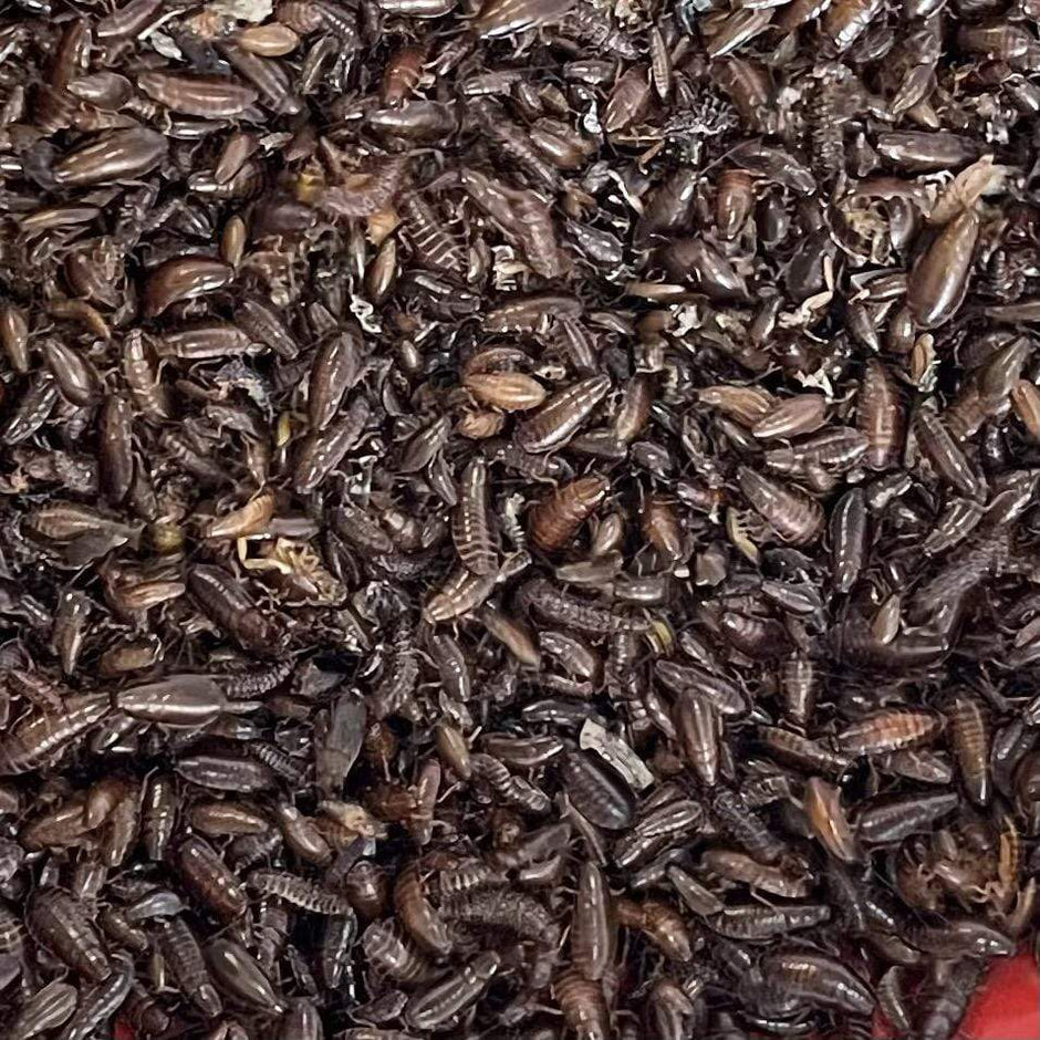 Bulk Live Food Insects - Nest Box Online Australia
